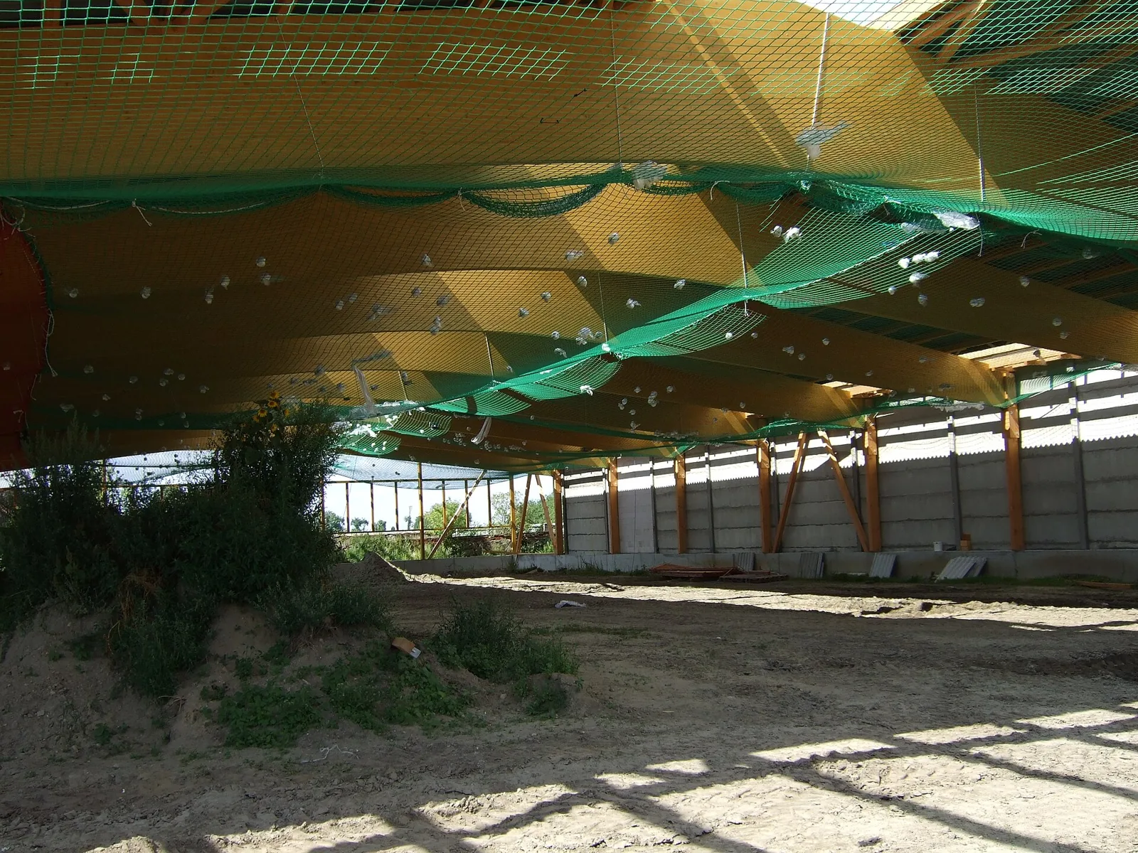 Underside of a large timber roof structure during construction.
